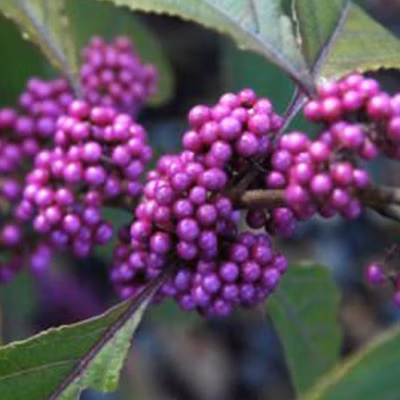 2 x Arbuste aux bonbons &lsquo;Profusion&rsquo; – Callicarpa bodinieri &lsquo;Profusion&rsquo;  – 40-60 cm pot