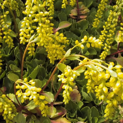 6 x Goutte d&rsquo;or – Chiastophyllum oppositifolium  – godet 9cm x 9cm