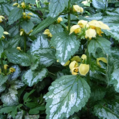 6 x Faux Lamier – Lamiastrum galeobdolon &lsquo;Florentinum&rsquo;  – godet 9cm x 9cm
