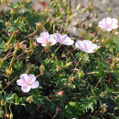 6 x Géranium vivace sanguin &lsquo;Striatum&rsquo; – Geranium sanguineum striatum  – godet 9cm x 9cm