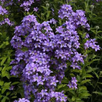 6 x Campanule à fleurs laiteuses – Campanula lactiflora &lsquo;Prichard&rsquo;s Variety&rsquo;  – godet 9cm x 9cm