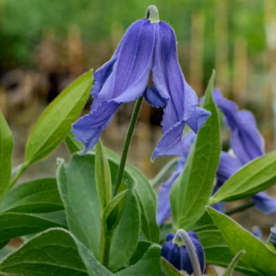 6 x Clematis int. &lsquo;Blue Ribbons&rsquo; – Clematis integrifolia &lsquo;Blue Ribbons&rsquo;  – godet 9cm x 9cm