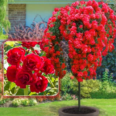 Rosier sur tige Scarlet – 120 cm de hauteur – Pour pots et pleine terre – Idéal pour Balcon, terrasse, Petit Jardin