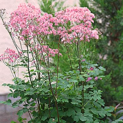 6 x Pigamon – Thalictrum aquilegifolium  – godet 9cm x 9cm