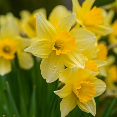 6 x Narcisse pseudonarcissus – Narcissus pseudonarcissus subsp. lobularis  – godet 9cm x 9cm