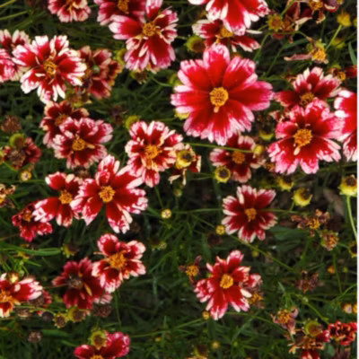6 x Coreopsis &lsquo;Ruby Frost&rsquo; – godet 9cm x 9cm