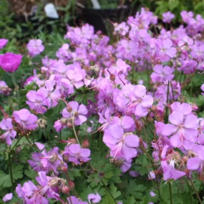 6 x Géranium vivace &lsquo;Cambridge&rsquo; – Geranium cantabrigiense &lsquo;Cambridge&rsquo;  – godet 9cm x 9cm