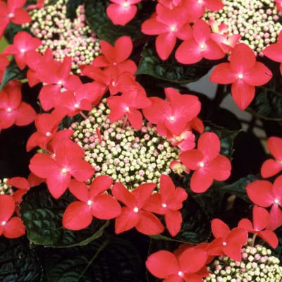 2 x Hortensia &lsquo;Teller Red&rsquo; – Hydrangea &lsquo;Teller Red&rsquo;  – 40-60 cm pot