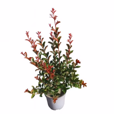 Arbres et plantes – LAGERSTROEMIA gourmet Choco pink – Pot 4 L – 150cm – Rose chocolat – Extérieur