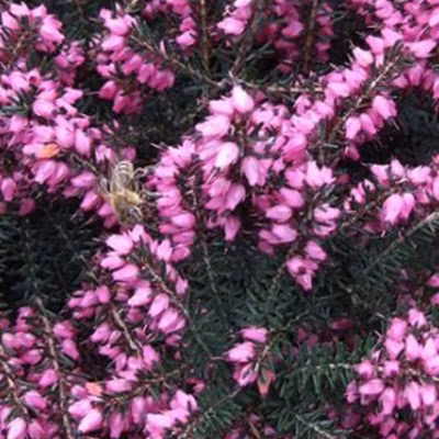 2 x Bruyère des neiges Rouge – Erica darleyensis  – 15-20 cm pot