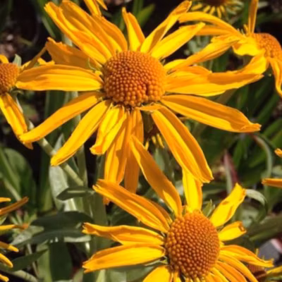 6 x Hélénie de Hoopes – Helenium hoopesii  – godet 9cm x 9cm