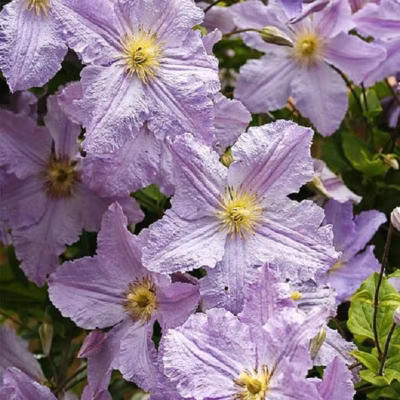 2 x Clématite &lsquo;Blekitny Aniol&rsquo; – Clematis &lsquo;Blekitny Aniol&rsquo;  – 50-60 cm pot