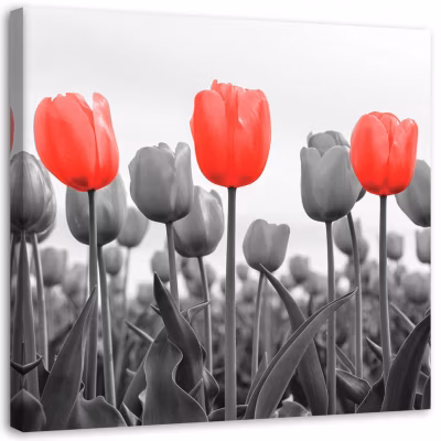 Tableau décoratif, Tulipe rouge dans la prairie 50×50 cm