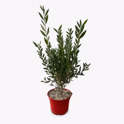 Arbres et plantes – CALLISTEMON laevis – Pot 3 L – 300cm – Rouge vif – Extérieur