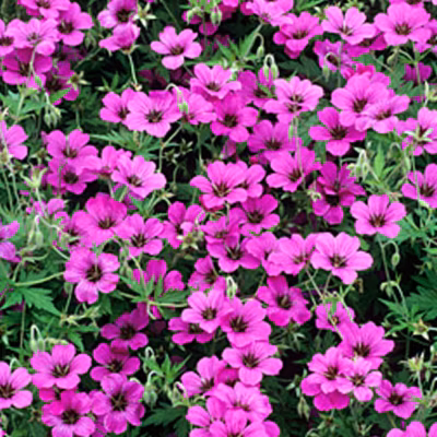 6 x Géranium vivace &lsquo;Patricia&rsquo; – Geranium &lsquo;Patricia&rsquo;  – godet 9cm x 9cm