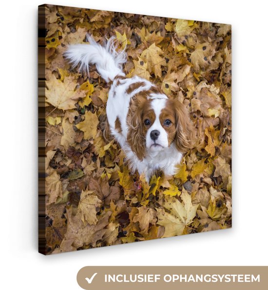 Cavalier King Charles Spaniel Under Autumn Leaves Toile 20×20 cm – Petit – Impression Photo sur Toile Peinture (Décoration Murale Salon / Chambre) / Animaux Peintures sur Toile