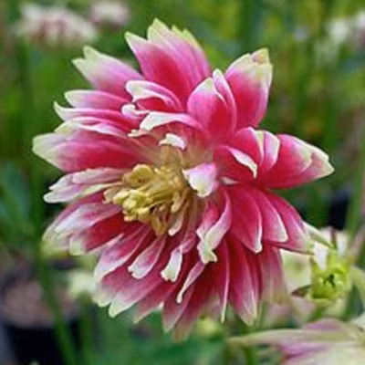 6 x Ancolie &lsquo;Nora Barlow&rsquo; – Aquilegia &lsquo;Nora Barlow&rsquo;  – godet 9cm x 9cm