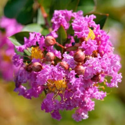 2 x Lilas des Indes Rose – Lagerstroemia indica