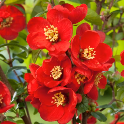 2 x Cognassier du Japon &lsquo;Nicoline&rsquo; – Chaenomeles superba &lsquo;Nicoline&rsquo;  – 30-40 cm pot