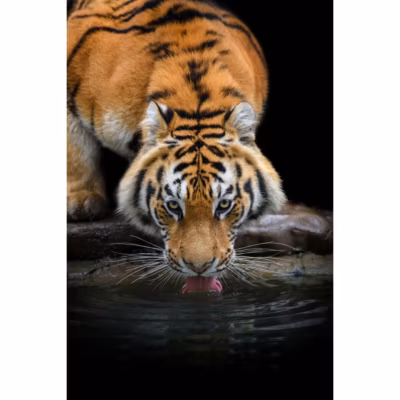 Tableau sur toile tigre sibérien 30×45 cm Fabriqué en France