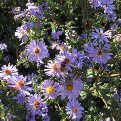 6 x Aster des Pyrénées &lsquo;Lutetia&rsquo; – Aster pyrenaeus &lsquo;Lutetia&rsquo;  – godet 9cm x 9cm