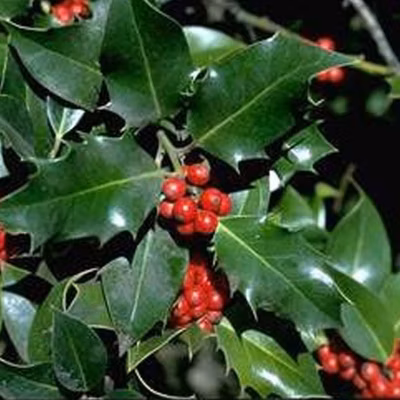 2 x Houx commun – Ilex aquifolium  – 40-60 cm pot