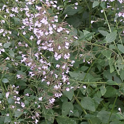 6 x Petit calament – Calamintha nepeta nepeta  – godet 9cm x 9cm