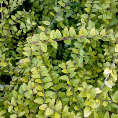2 x Chèvrefeuille luisant – Lonicera nitida &lsquo;Baggesen&rsquo;s Gold&rsquo;  – 20-25 cm pot