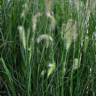 6 x Herbe aux écouvillons &lsquo;Hameln&rsquo; – Pennisetum alopecuroides &lsquo;Hameln&rsquo;  – godet 9cm x 9cm