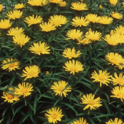 6 x Aunée à feuilles récurvées – Inula ensifolia  – godet 9cm x 9cm