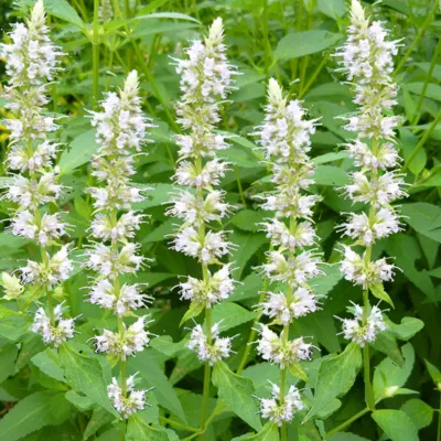 6 x Agastache &lsquo;Alabaster&rsquo; – Agastache rugosa &lsquo;Alabaster&rsquo;  – godet 9cm x 9cm