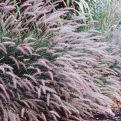 6 x Herbe aux écouvillons – Pennisetum viridescens  – godet 9cm x 9cm