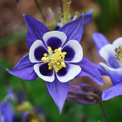 6 x Ancolie des jardins – Aquilegia vulgaris  – godet 9cm x 9cm