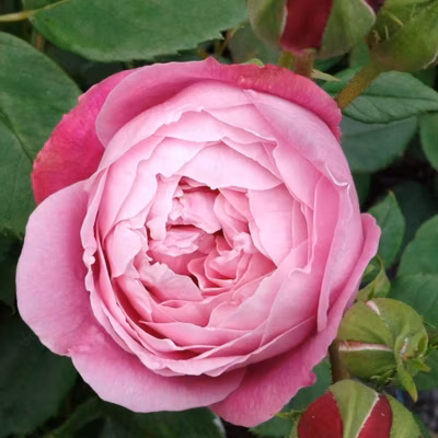 2 x Kordes Rose des fées – Rosa &lsquo;Queen Elizabeth&rsquo;