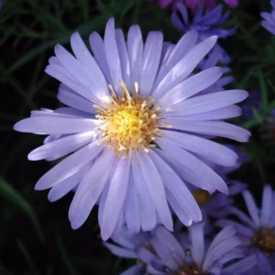 6 x Aster nain &lsquo;Lady In Blue&rsquo; – Aster dumosus &lsquo;Lady In Blue&rsquo;  – godet 9cm x 9cm