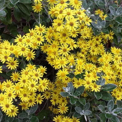 2 x Séneçon gris – Brachyglottis &lsquo;Sunshine&rsquo;  – 20-30 cm pot