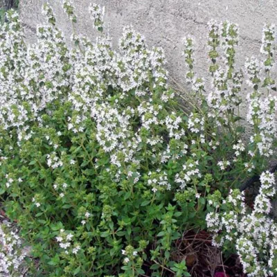 6 x Thym commun &lsquo;Compactus&rsquo; – Thymus vulgaris &lsquo;Compactus&rsquo;  – godet 9cm x 9cm