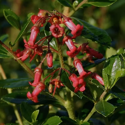 2 x Escallonia rubra &lsquo;Crimson Spire&rsquo; – 40-50 cm pot
