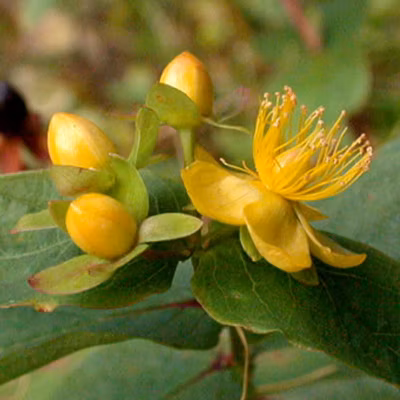 2 x Millepertuis androsème – Hypericum androsaemum  – 30-40 cm pot