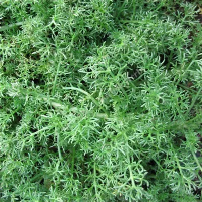 6 x Camomille romaine &lsquo;Treneague&rsquo; – Chamaemelum nobile &lsquo;Treneague&rsquo;  – godet 9cm x 9cm