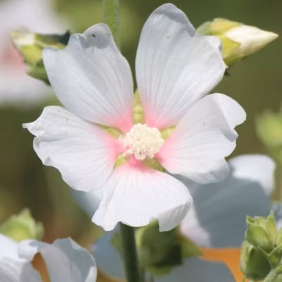 6 x Lavatère &lsquo;Frederique&rsquo; – Lavatera &lsquo;Frederique&rsquo;  – godet 9cm x 9cm