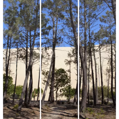 Triptyque sur toile bassin pins et dunes 90×97 cm Fabriqué en France