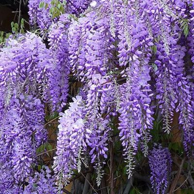 2 x Glycine de chine &lsquo;Prolific&rsquo; – Wisteria sinensis &lsquo;Prolific&rsquo;  – 50-60 cm pot