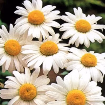 6 x Marguerite &lsquo;Maikönigin&rsquo; – Leucanthemum vulgare &lsquo;Maikonigin&rsquo;  – godet 9cm x 9cm