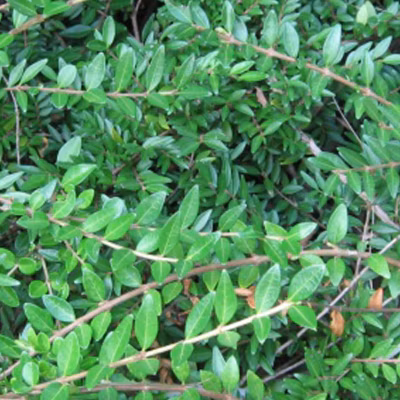 2 x Chèvrefeuille à cupule – Lonicera pileata  – 30-40 cm pot