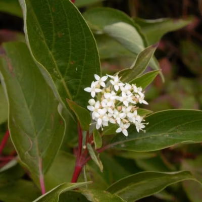 2 x Cornouiller Canadien &lsquo;Kelseyi&rsquo; – Cornus sericea &lsquo;Kelseyi&rsquo;  – 30-40 cm pot