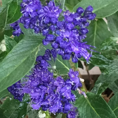 2 x Spirée bleue &lsquo;Heavenly Blue&rsquo; – Caryopteris clandonensis &lsquo;Heavenly Blue&rsquo;  – 50-60 cm pot