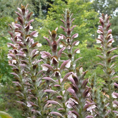 6 x Acanthe de Hongrie – Acanthus hungaricus &lsquo;White Lips&rsquo;  – godet 9cm x 9cm