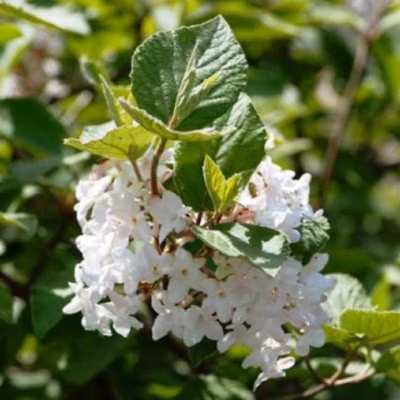 2 x Viorne obier &lsquo;Compactum&rsquo; – Viburnum opulus &lsquo;Compactum&rsquo;  – 25-30 cm pot