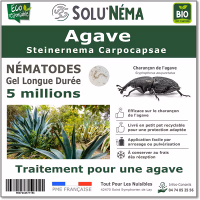 Solunéma – Nématodes Contre le Charançon de l&rsquo;Agave – Pour 1 Agave – 5 millions Steinernema Carpocapsae (SC)